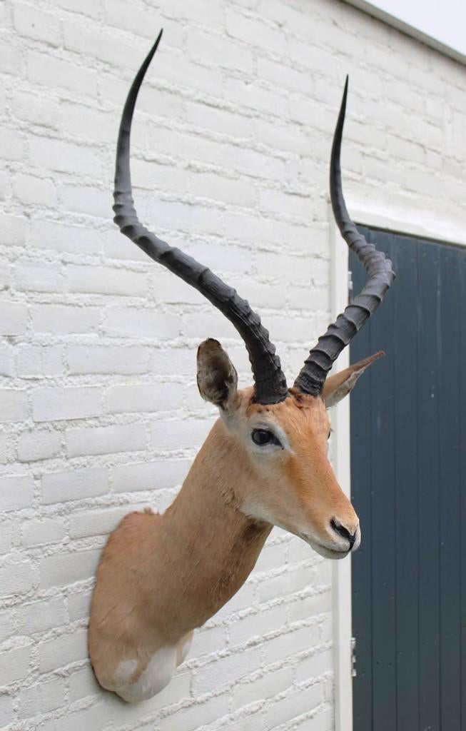 Grote opgezette KOP IMPALA antilope (gewei - ref. C), Ophalen, Gebruikt, Wild dier, Opgezet dier