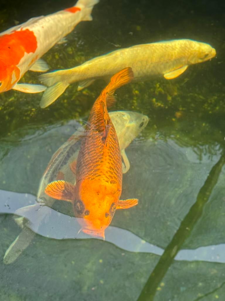 Koi ongeveer 45/50cm, Karper of Koi