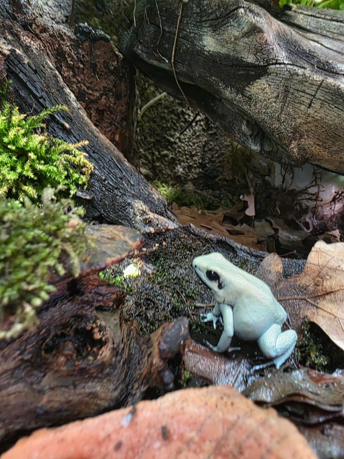 Phyllobates terribilis 'Mint' vrouw te koop Frog - female for sale from Johnny