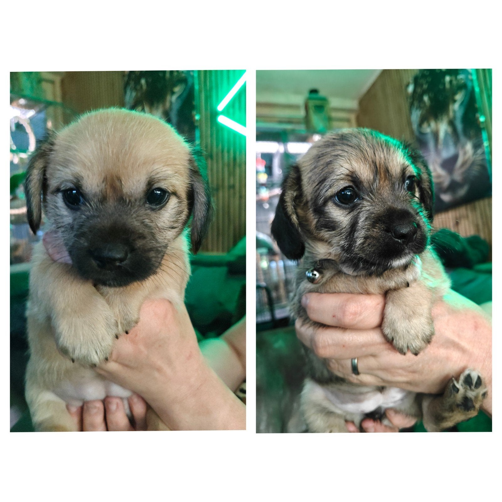 Te reserveren nog 2 puppy's,teefjes Boomer x AHT 5 week oud., Dieren en Toebehoren, Honden | Chihuahua's en Gezelschapshonden