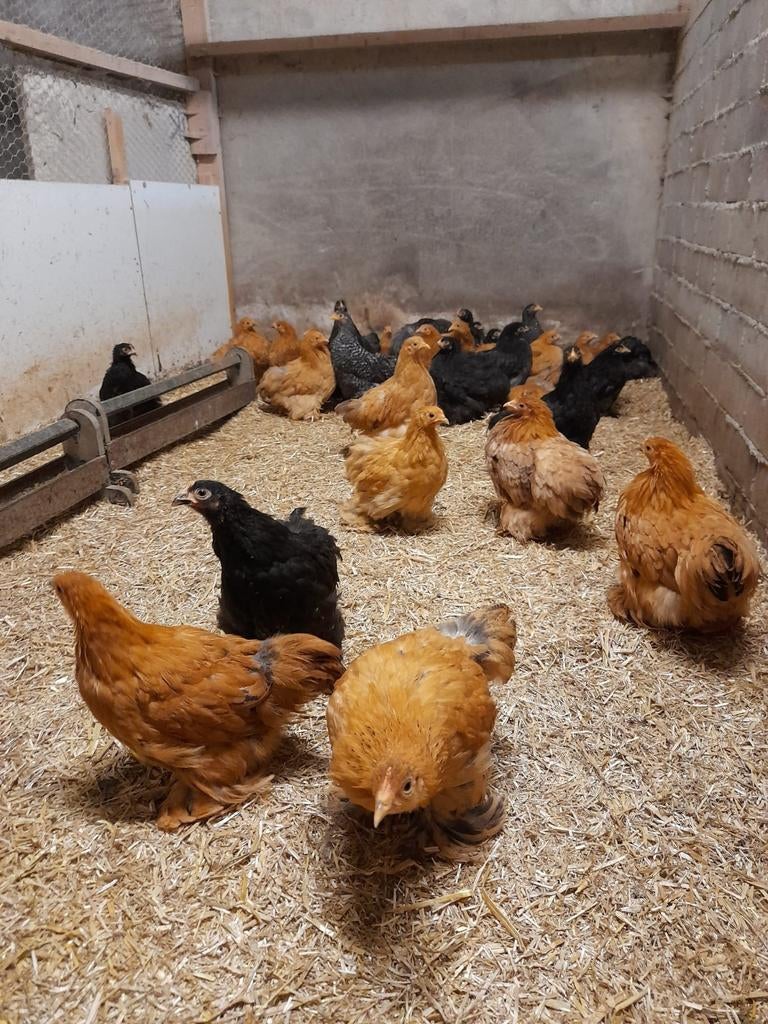 Cochin kriel hennetjes, Dieren en Toebehoren, Pluimvee, Vrouwelijk, Kip