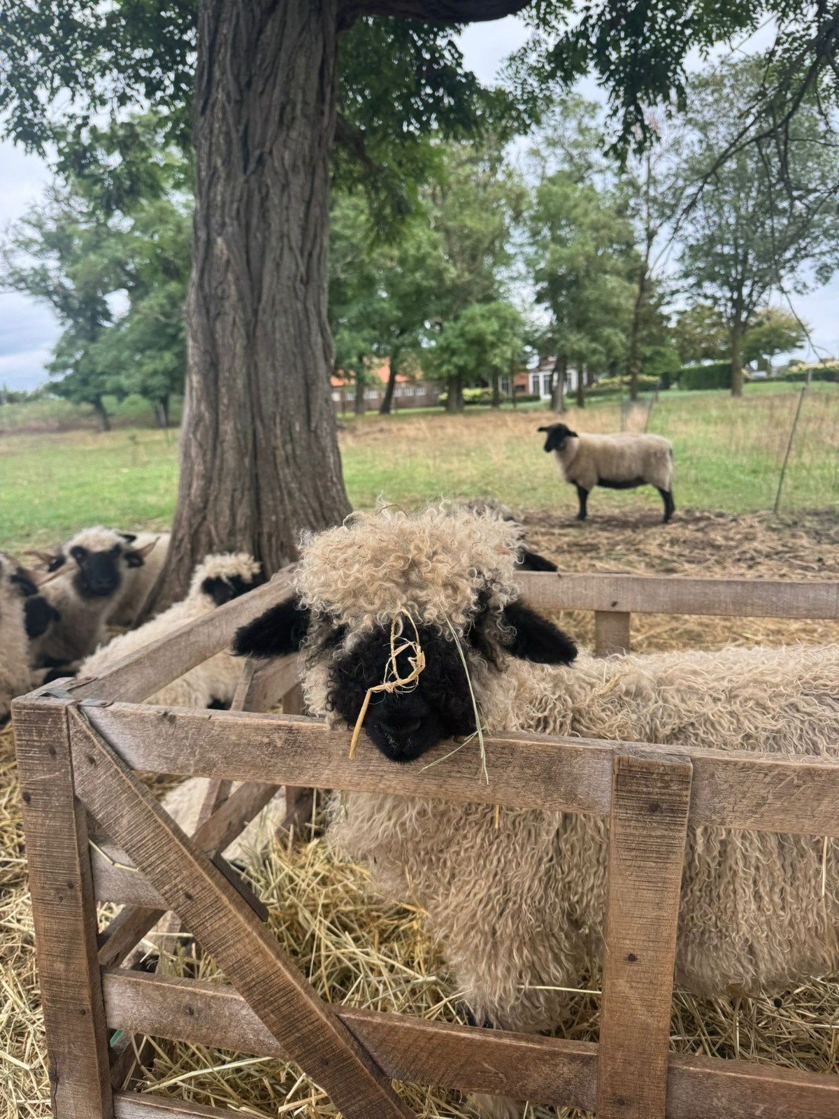 walliser schwarznase rammetje tekoop, Mannelijk, Schaap