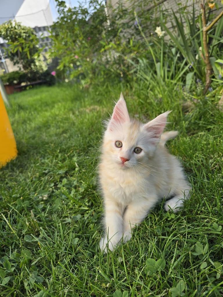 Katten en Kittens creme silver, Kater, Met stamboom, 0 tot 2 jaar