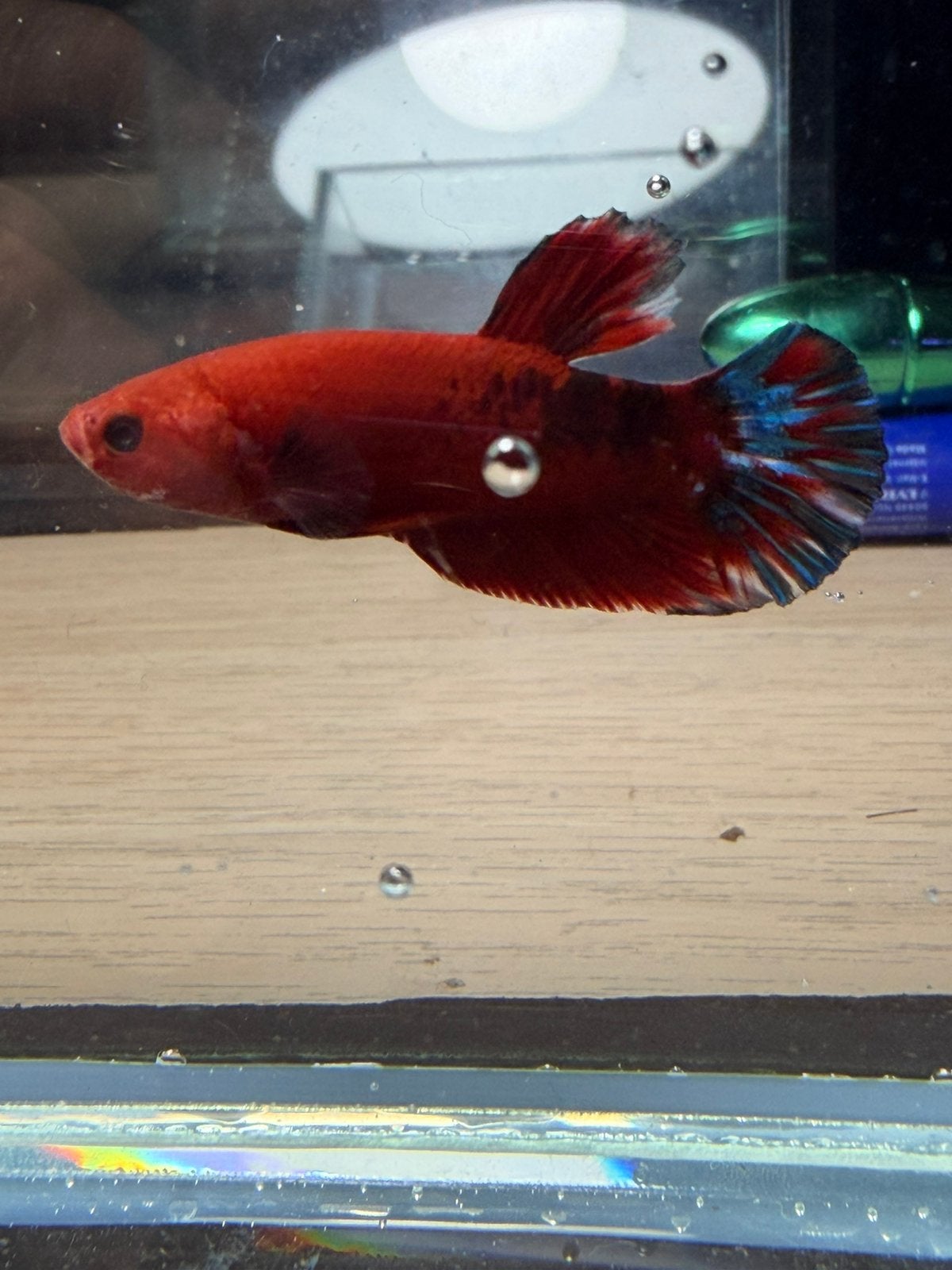 Koppel Betta Plakat Hellboy, Rechtstreekse Import Indonesië!, Vis, Zoetwatervis