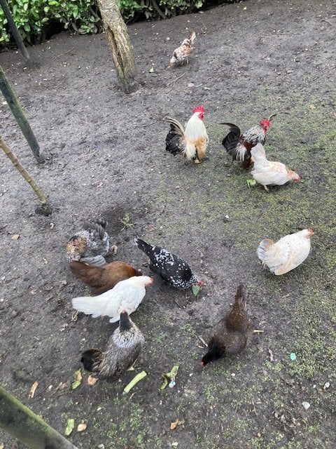 Zeer. Mooie ras Serama kippen en kuikens in alle leeftijden, Dieren en Toebehoren, Pluimvee, Meerdere dieren, Kip