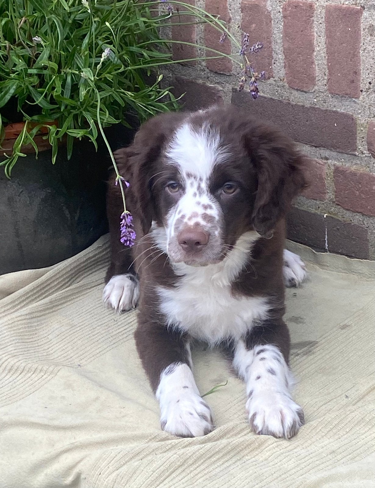 Prachtige FRIESE STABIJ x HEIDEWACHTEL pups, Parvo, Nederland, 8 tot 15 weken, Meerdere