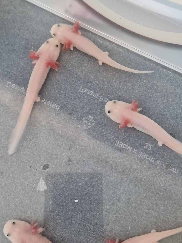 Axolotls bleu eyes, Dieren en Toebehoren, Amfibie, 0 tot 2 jaar