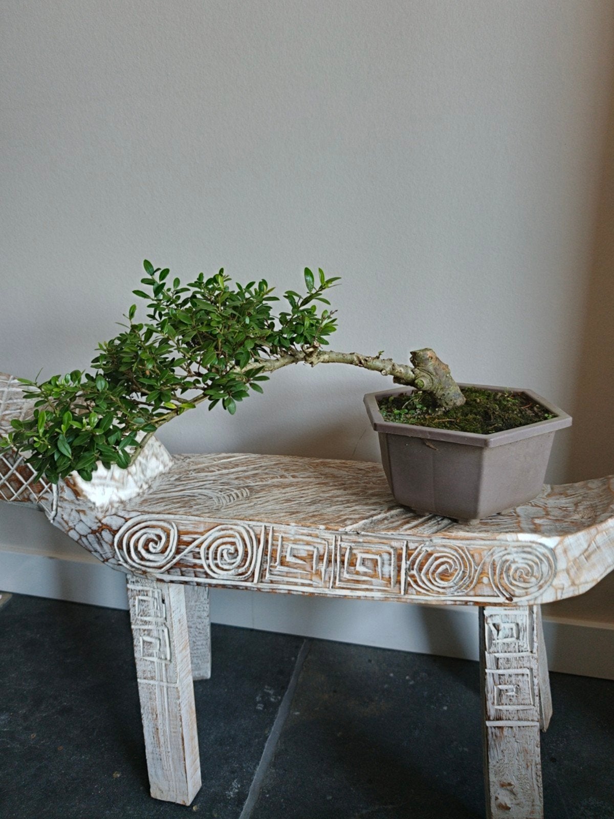 Ilex Crenata bonsai starter, Bloeit niet, Halfschaduw, Minder dan 100 cm, Overige soorten