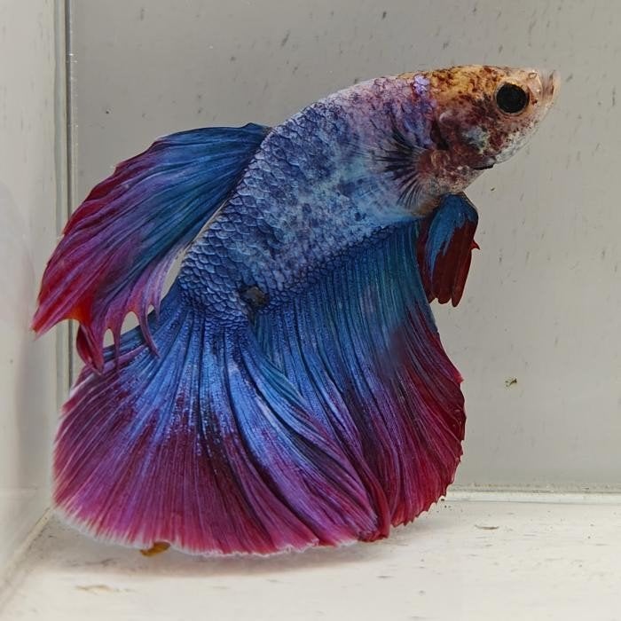 Betta splendens man 19, Vis