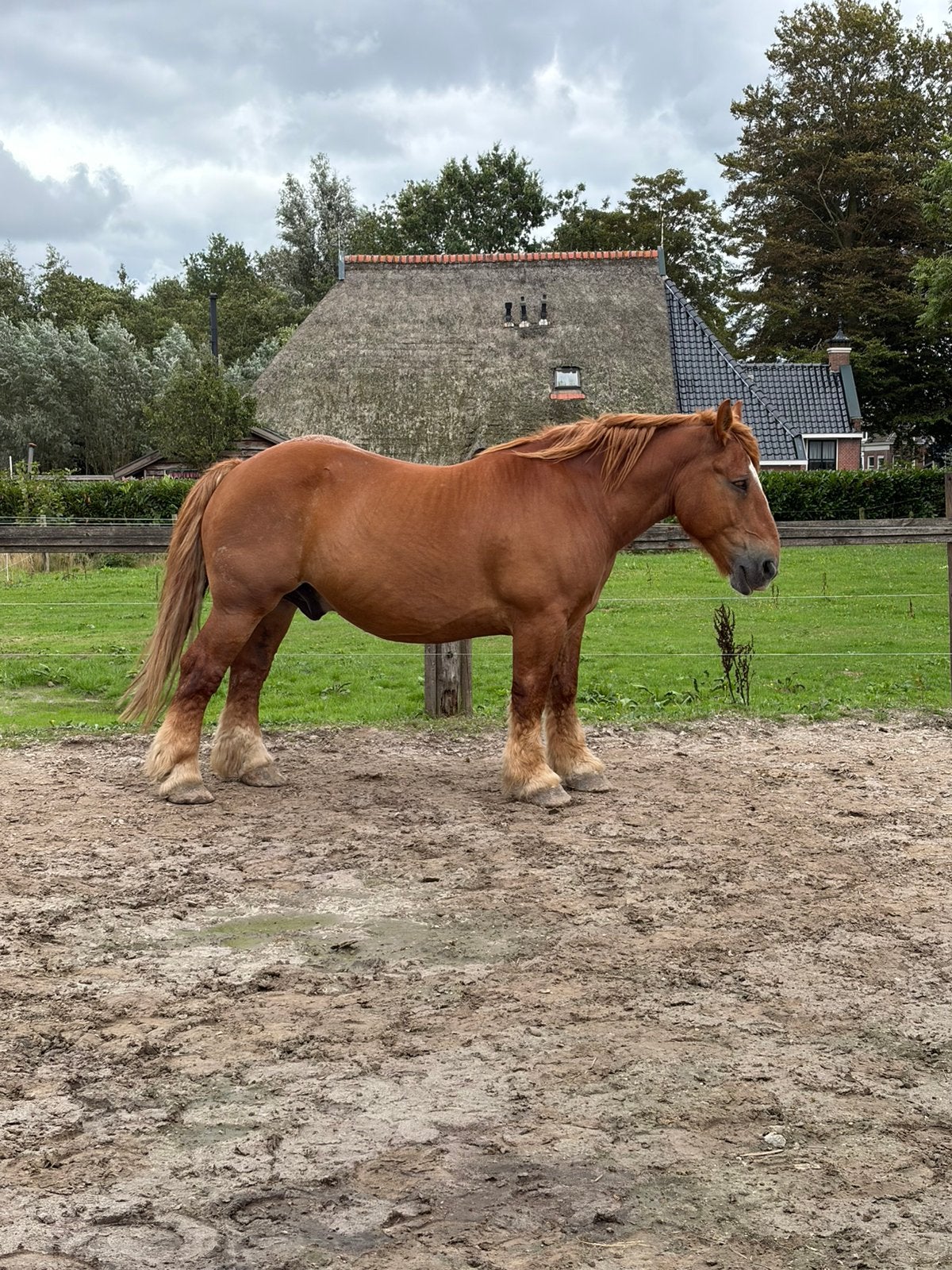 Lieve ardenner ruin met papier., B, Ruin, 160 tot 165 cm, 11 jaar of ouder