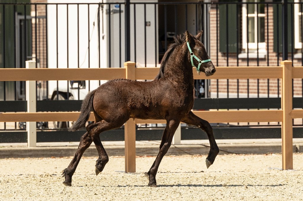 Modern Fries hengstveulen, Dieren en Toebehoren, Minder dan 160 cm, Met stamboom, Niet van toepassing, Dressuurpaard