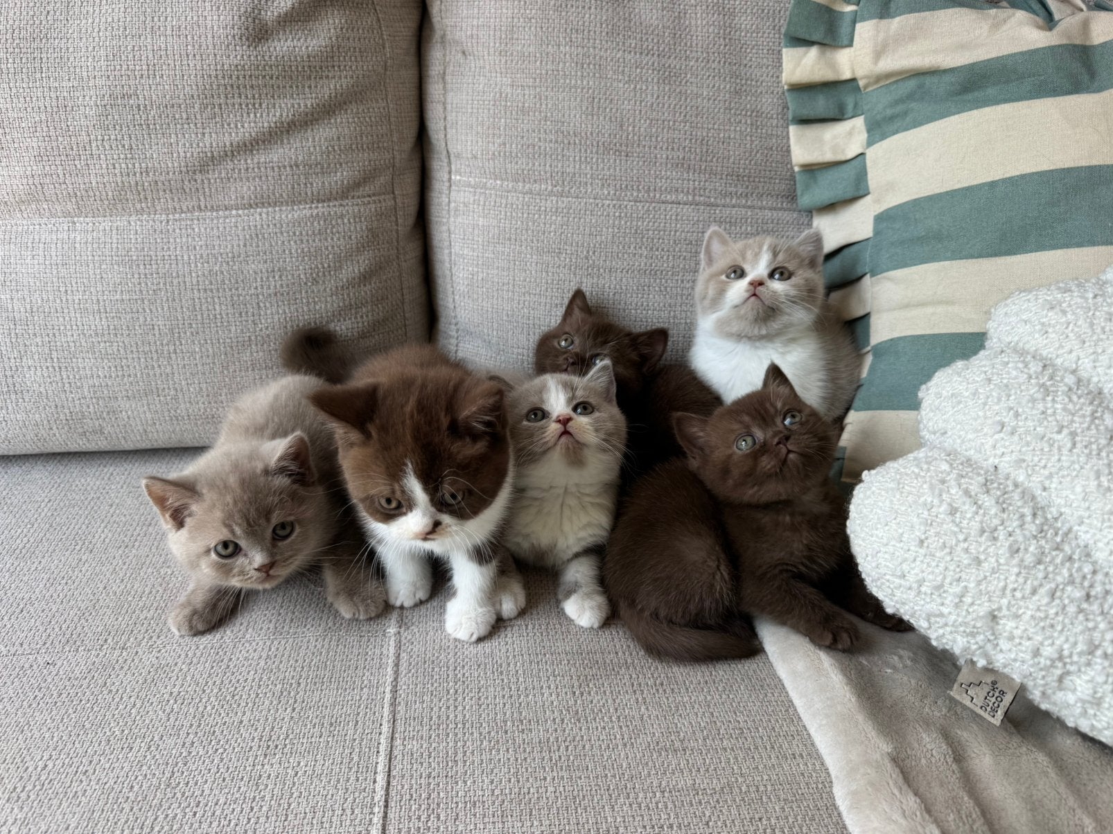 ALLEN GERESERVEERD! Brits korthaar kittens met stamboom, Meerdere dieren, Ontwormd