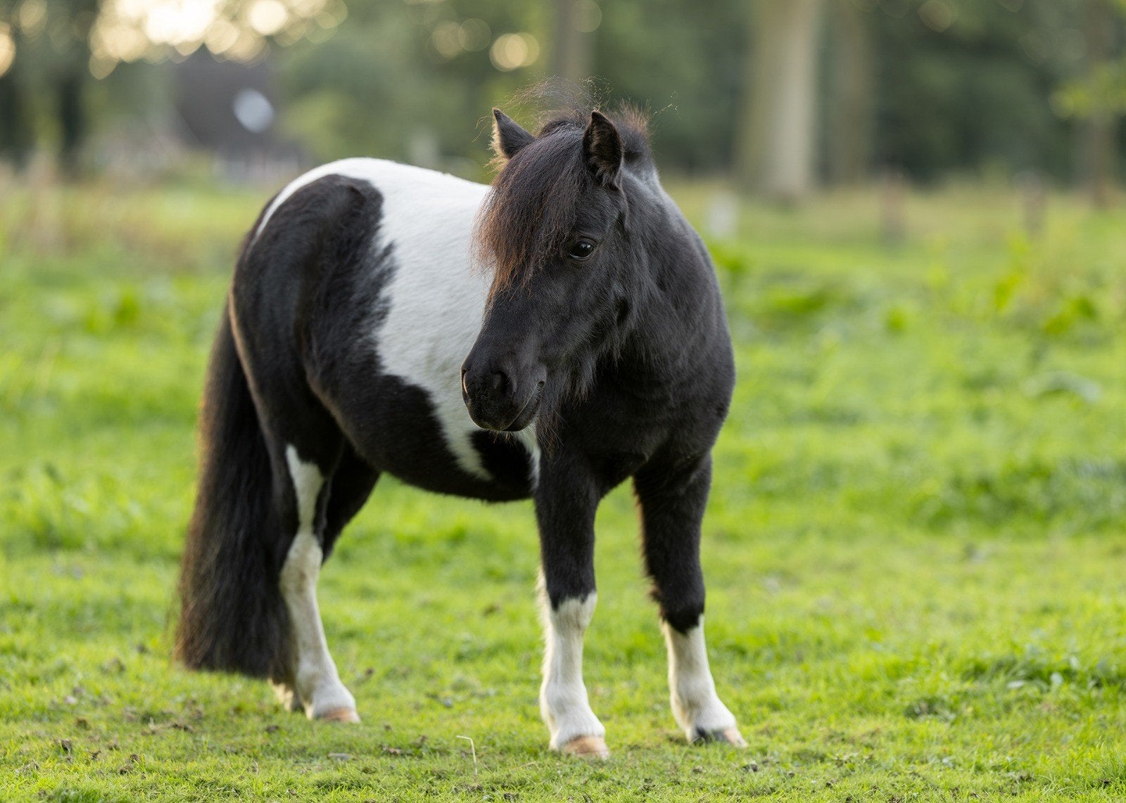 Shetland pony merrie, Shetlander, Dieren en Toebehoren, Merrie, A pony (tot 1.17m)