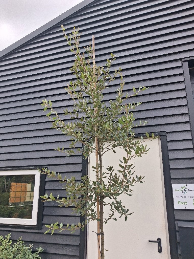 Quercus ilex / steeneik (hoogstam!) €75,-, In pot, Halfschaduw, Lente, 250 tot 400 cm