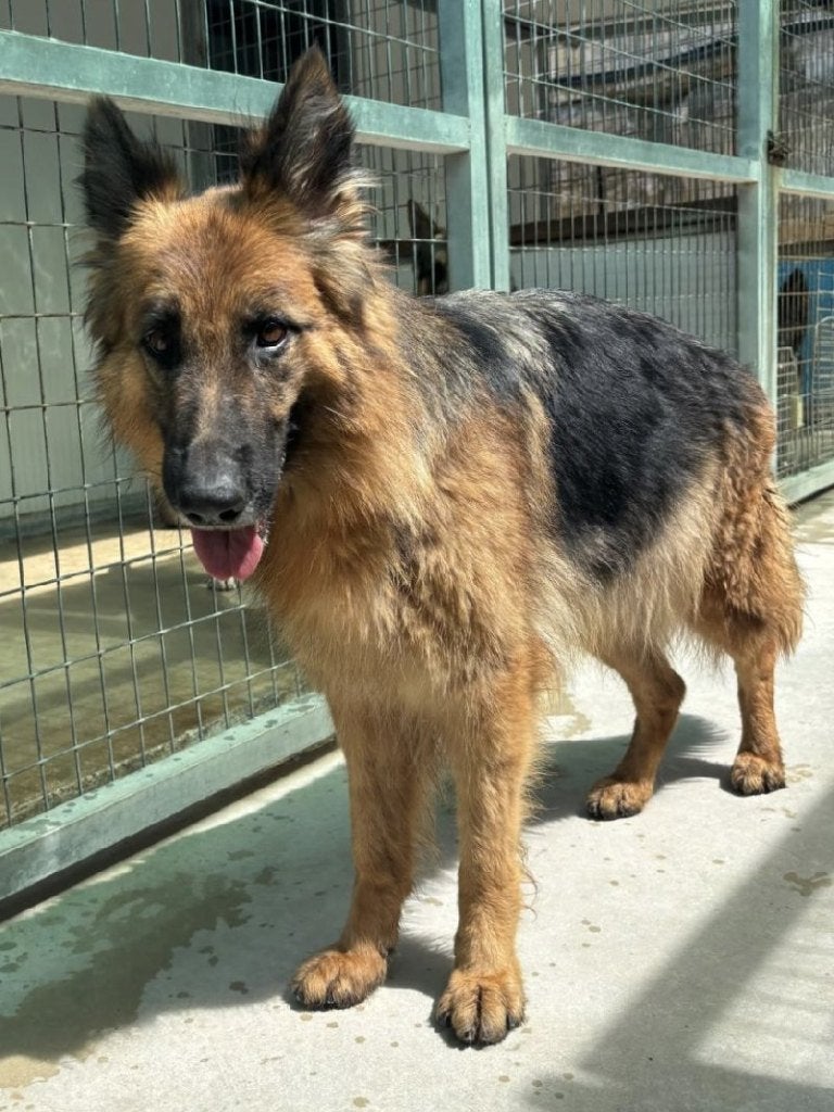 ACE: Kynai is slim en volgzaam, Particulier, Buitenland, Teef, Parvo