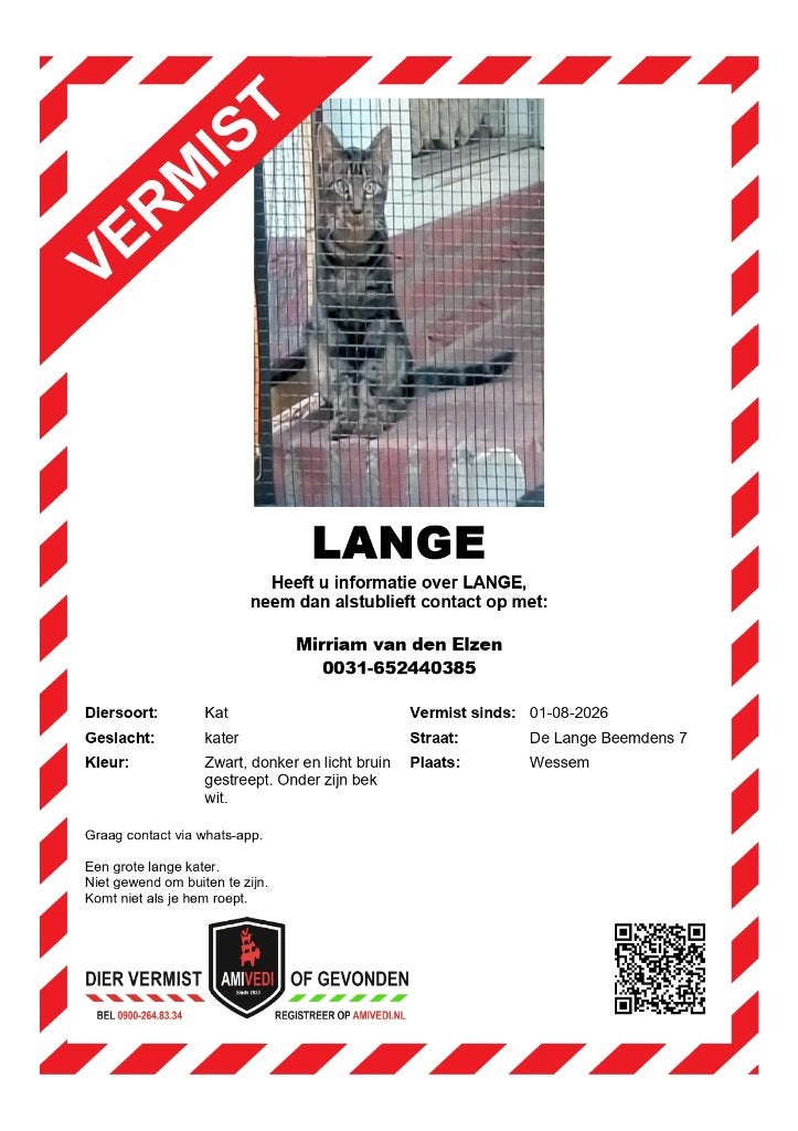 VERMIST KATER WESSEM, Dieren en Toebehoren, Kat