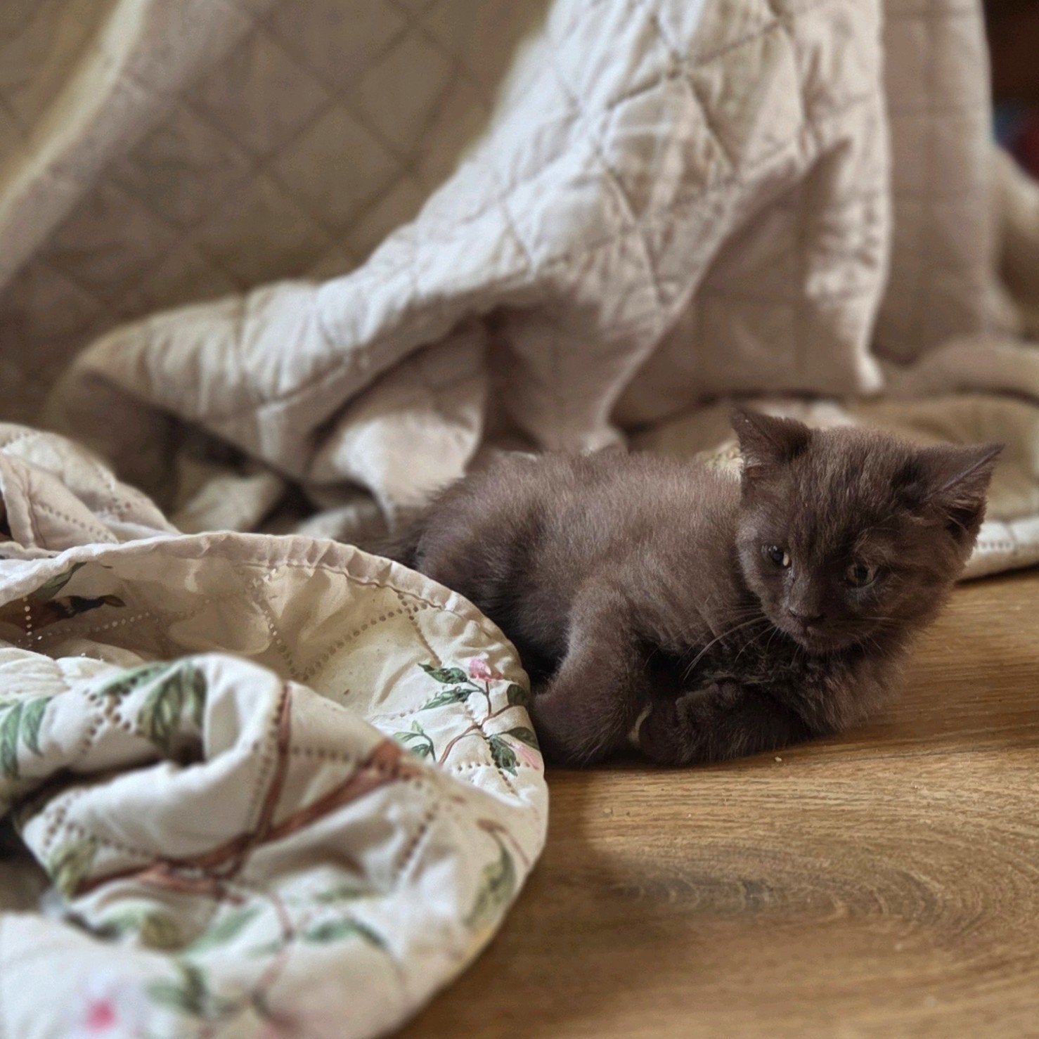Britse korthaar chocolate, Kater