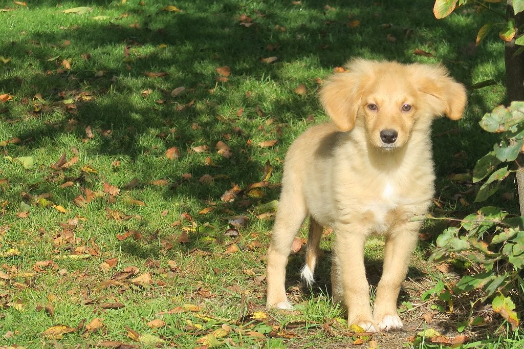 Toller Retriever x Australian Shepherd puber pup teefje, Nederland, Overige rassen, CDV (hondenziekte), 8 tot 15 weken