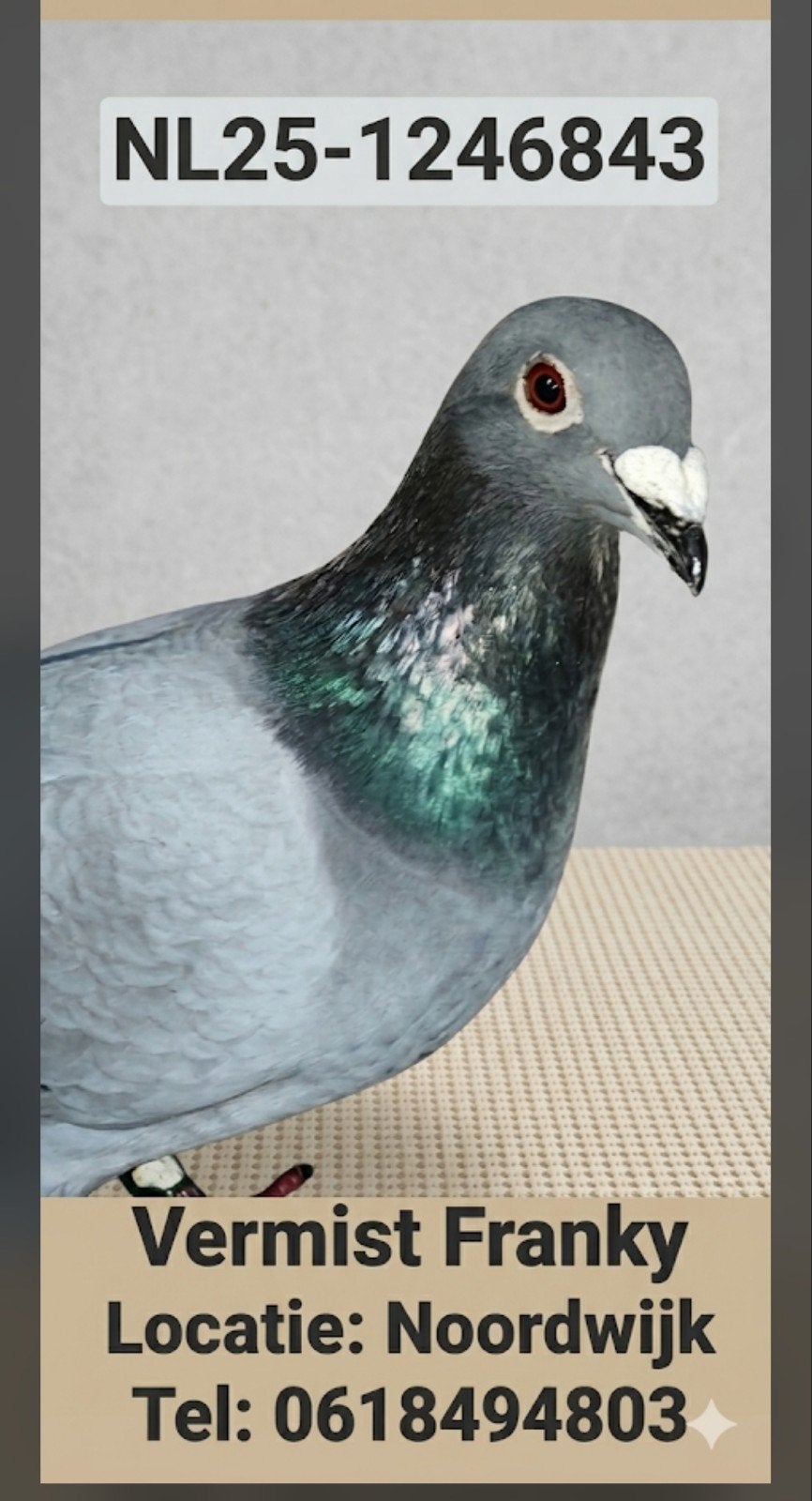 Gezocht mijn postduif Franky nl25-1246843, Dieren en Toebehoren, Vogels | Duiven, Mannelijk, Postduif