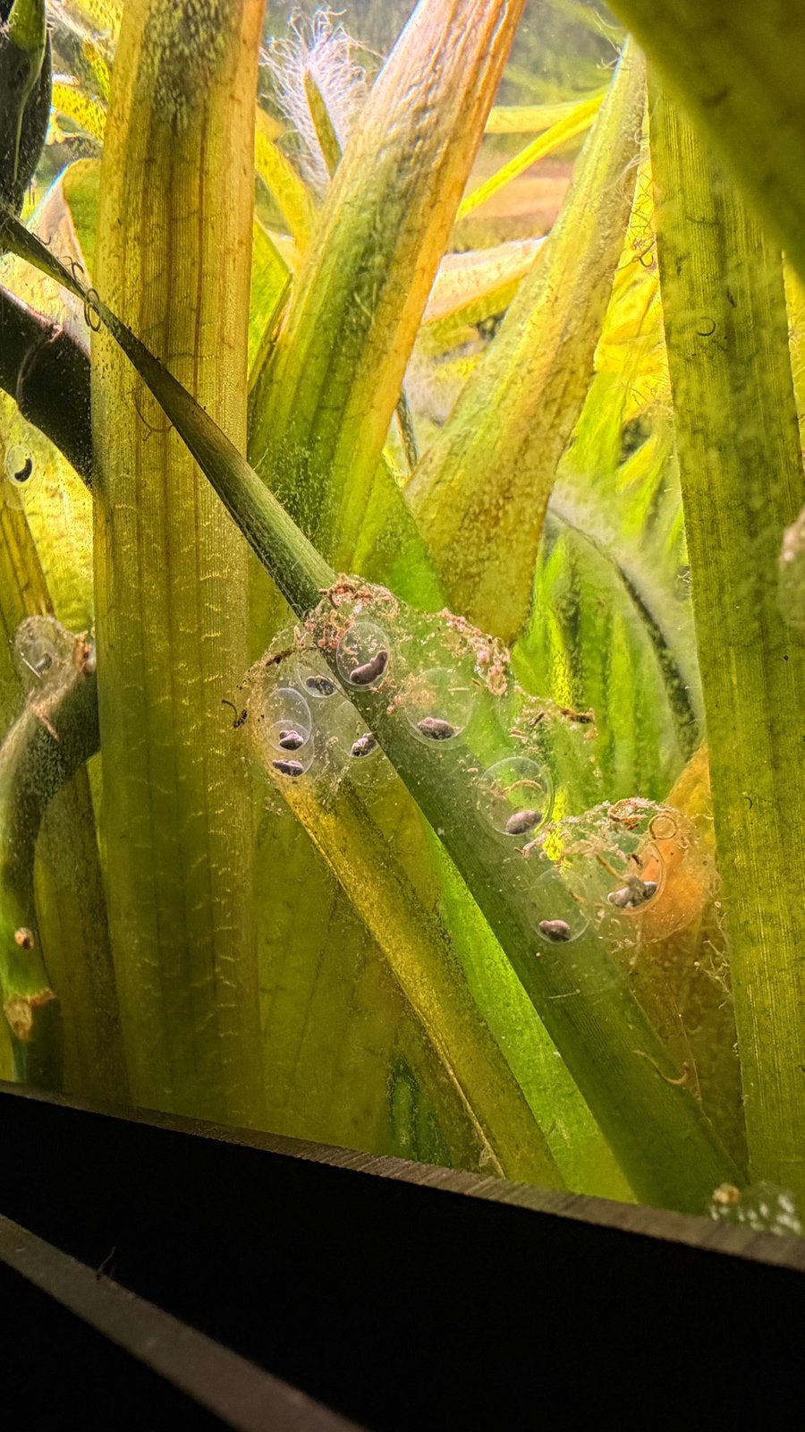 Axolotl eitjes, Overige typen, Zoetwatervis