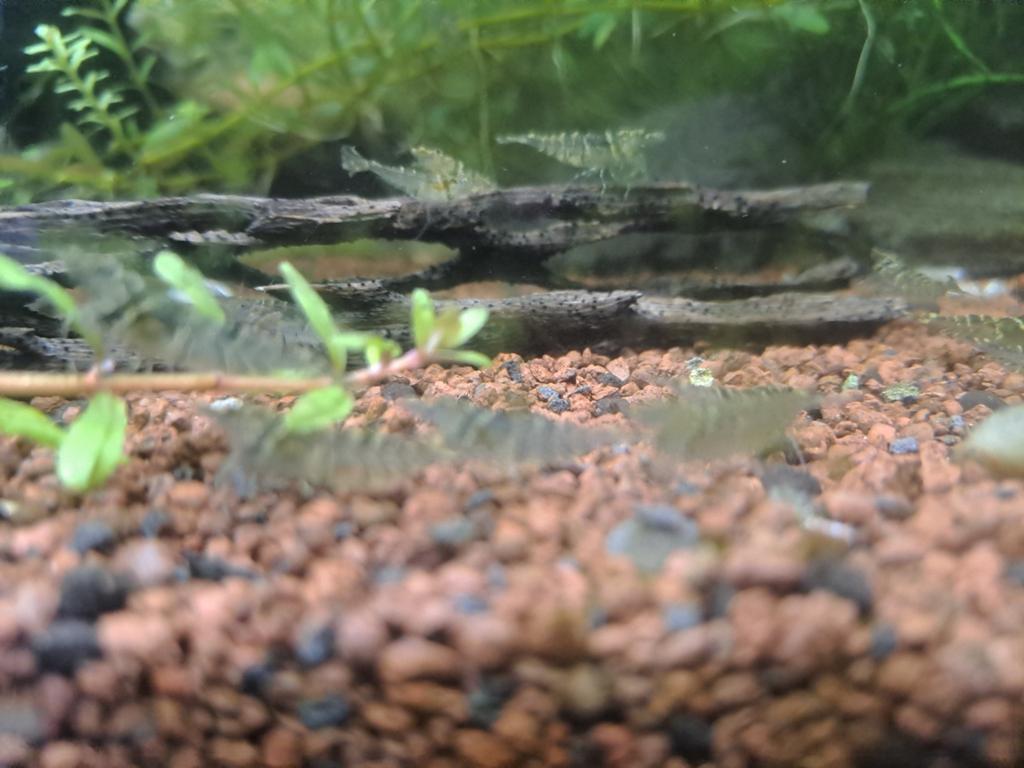 Dweg garnaaltjes 0,25 pst, Kreeft, Krab of Garnaal