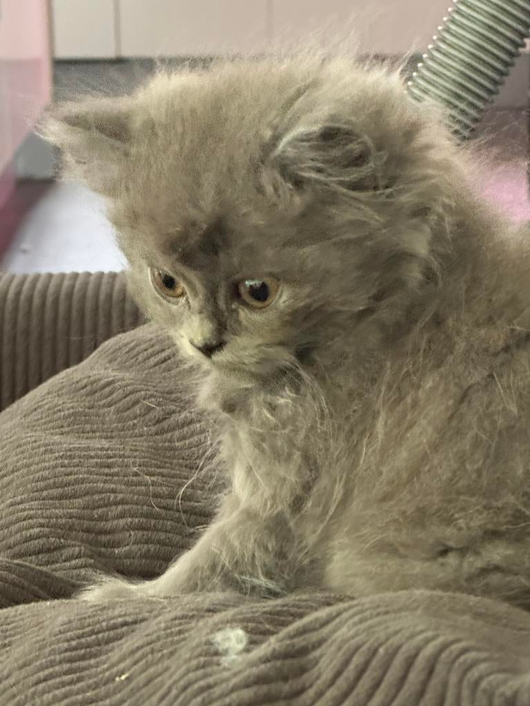 Brits langhaar kittens - nog 3 beschikbaar, Dieren en Toebehoren, Kater, Ingeënt