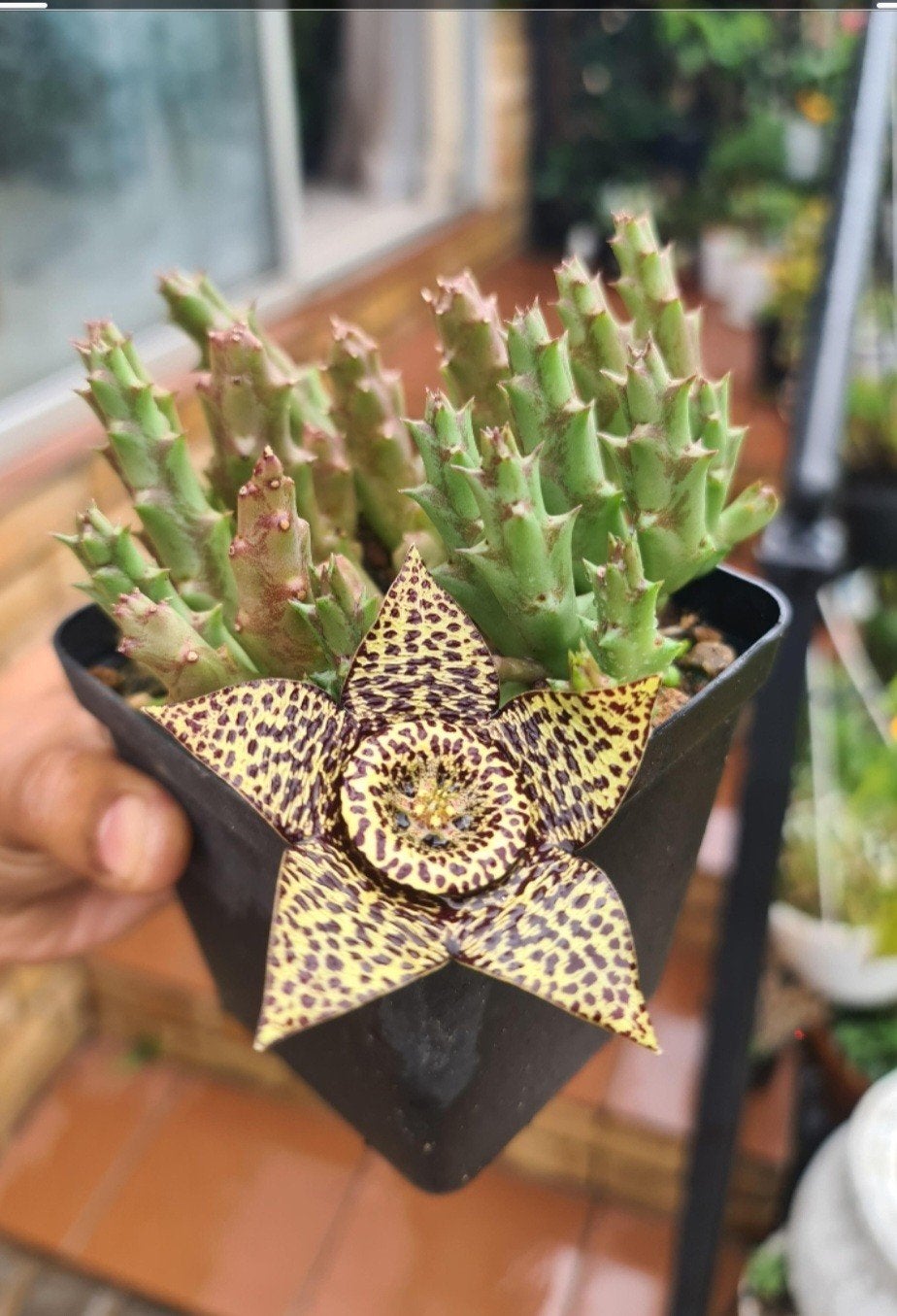 Orbea variegata / Stapelia - Mooie volle pot, Ophalen of Verzenden