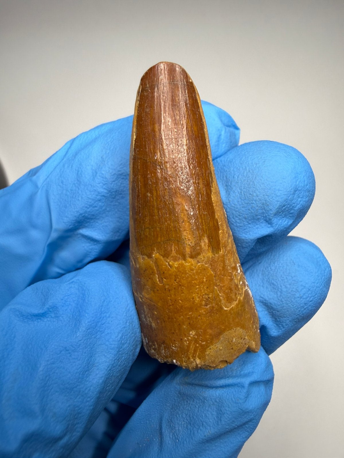 Spinosaurus tand, Ophalen of Verzenden, Fossiel