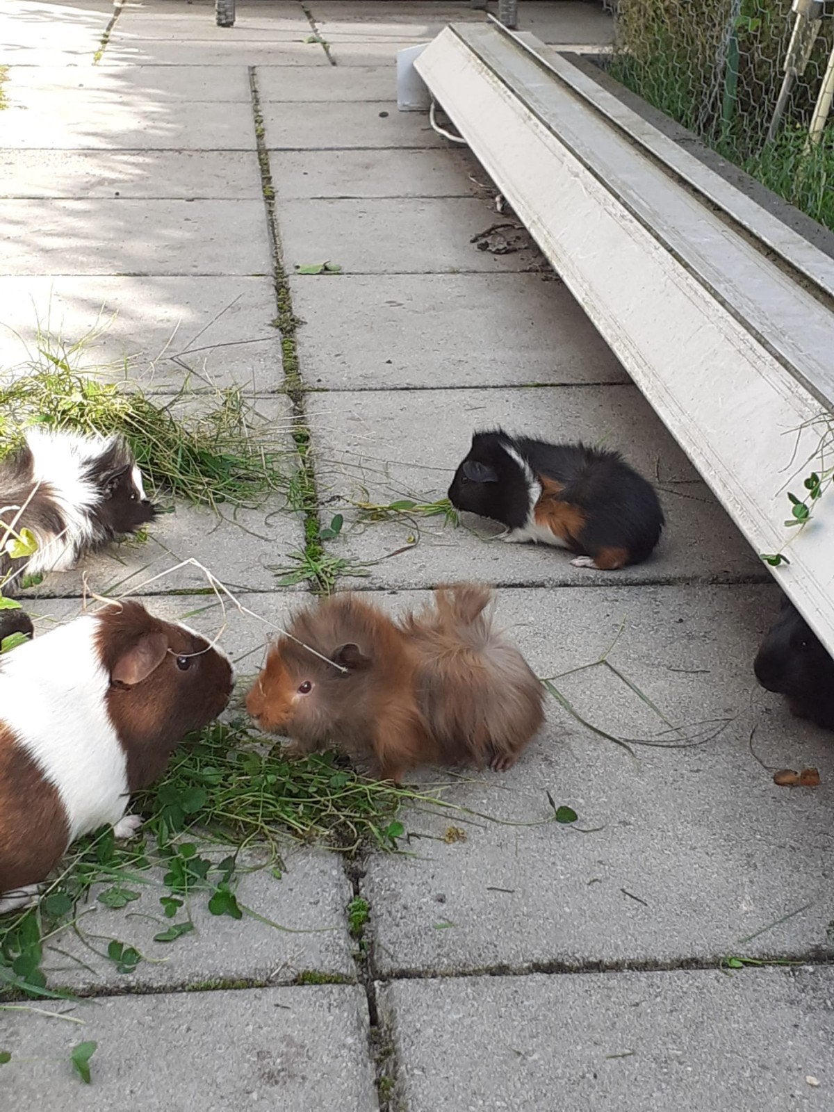 kleine beertjes te koop, Dieren en Toebehoren, Cavia, Augustus, Mannelijk, Tam