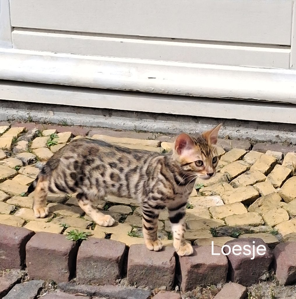 Bengaal/Bengaalse kittens met stamboom, Dieren en Toebehoren, Katten en Kittens | Raskatten | Korthaar, Meerdere dieren, Met stamboom
