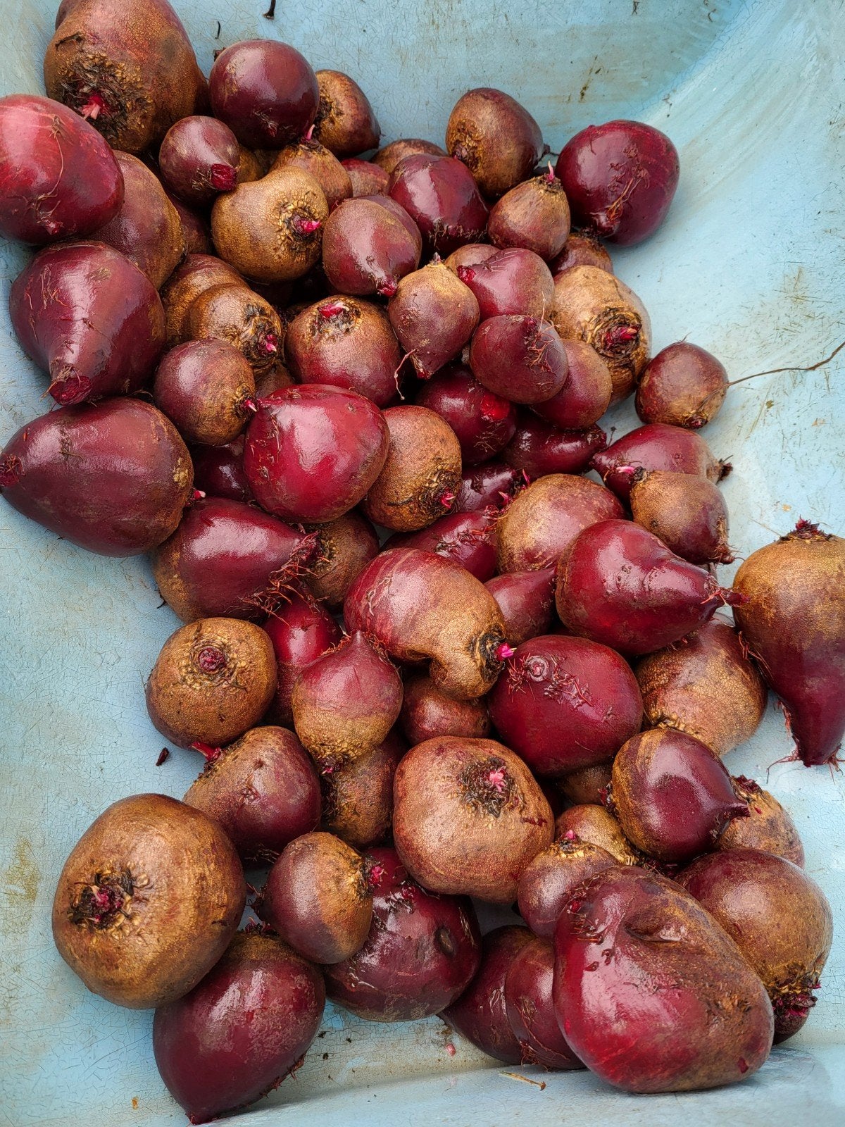rode bieten en aardappelen te koop, Diversen, Ophalen