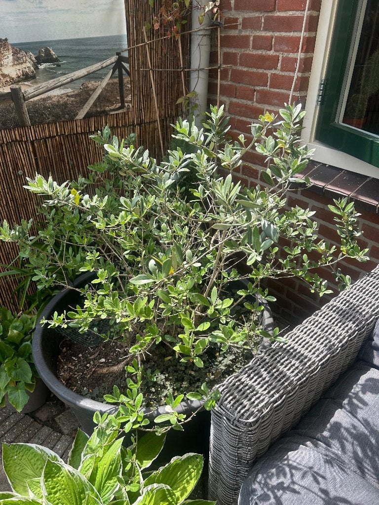 Olijfboom in kuip, Tuin en Terras, Planten | Bomen, Olijfboom, 100 tot 250 cm, Volle zon, Bloeit niet, In pot, Ophalen