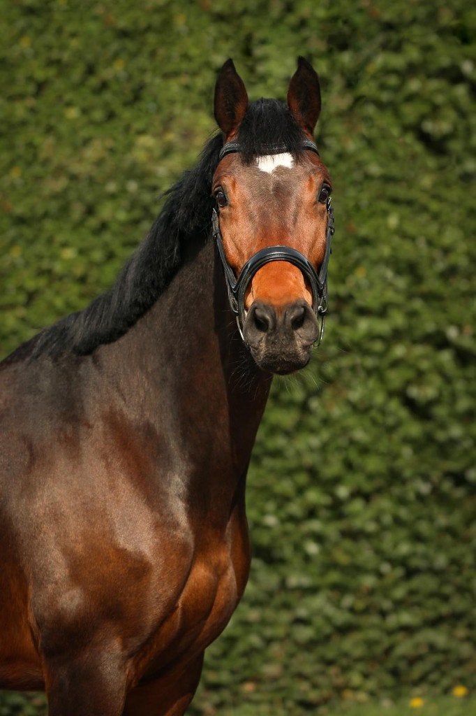 8-jarige KWPN merrie te koop, Dieren en Toebehoren, Merrie, Springpaard, Met stamboom, L