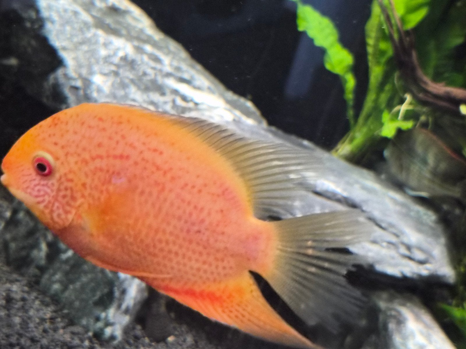 red spotted severum 12cm, Vis