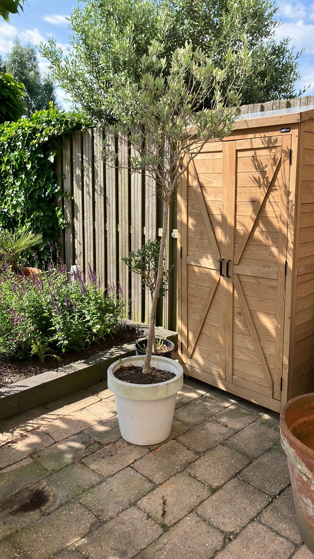 Olijfboompje, Tuin en Terras, Overige soorten, 100 tot 250 cm, Zomer, Ophalen