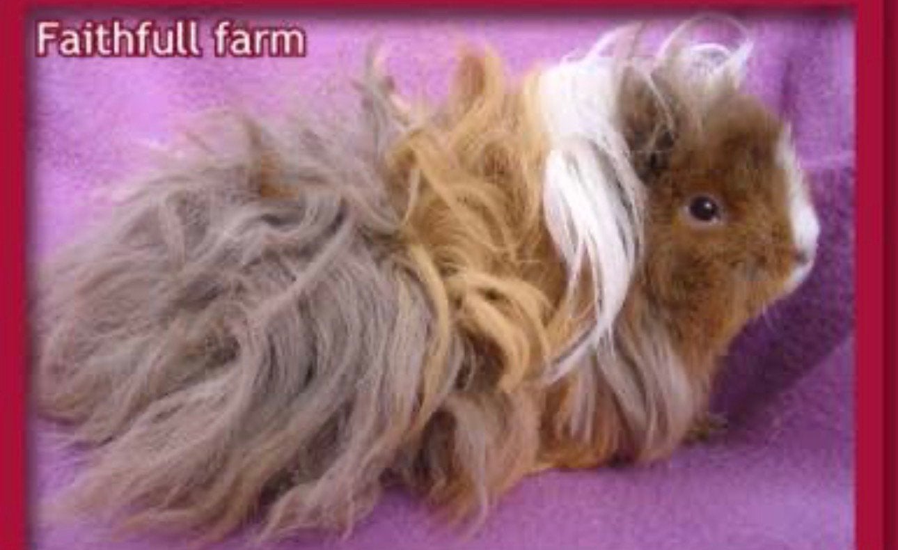 Alpaca/merino,lunkarya cavia zeug gezocht, zo jong mogelijk, Januari, Vrouwelijk, Cavia