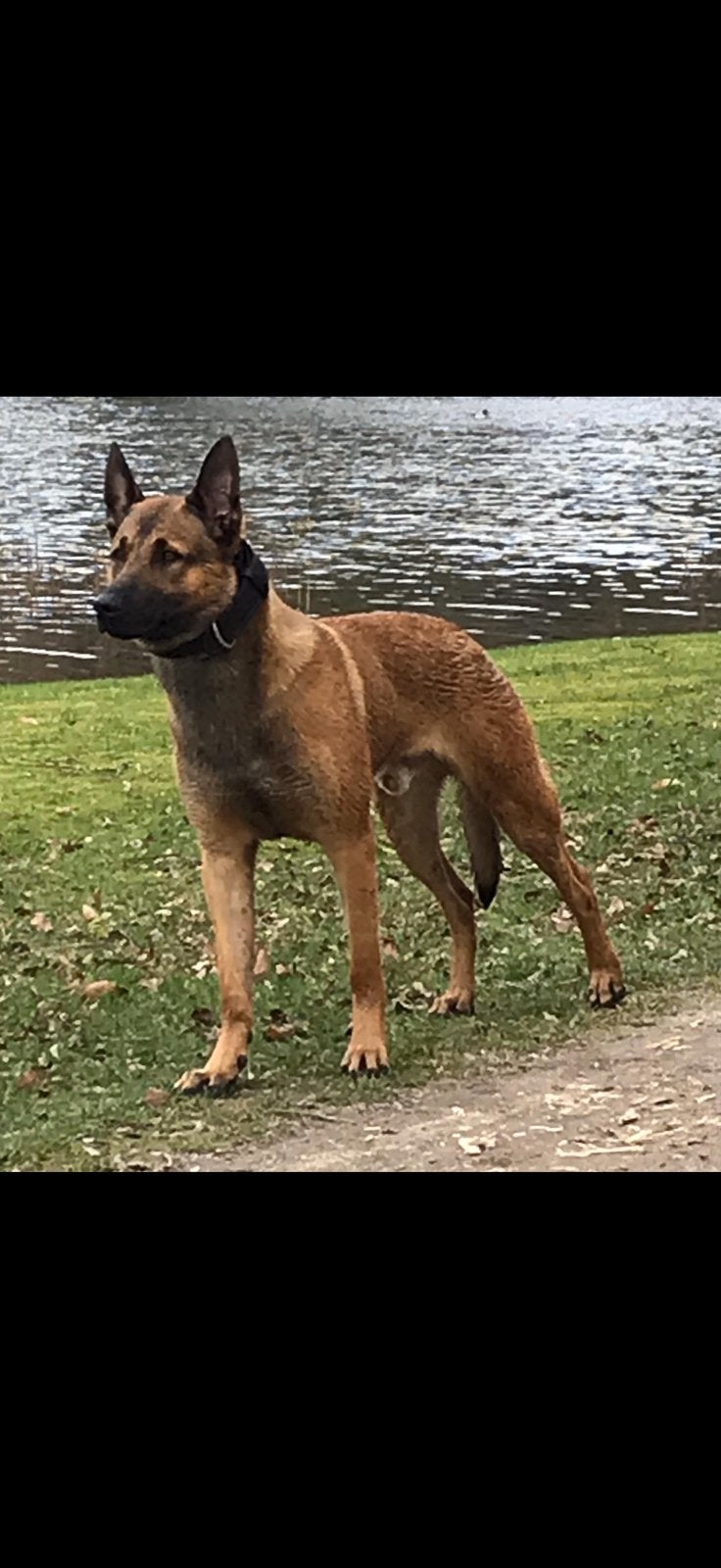 Mechelse herder Jari (8 jaar) zoekt een passend thuis, 6 jaar of ouder, Reu, CDV (hondenziekte), Eén hond