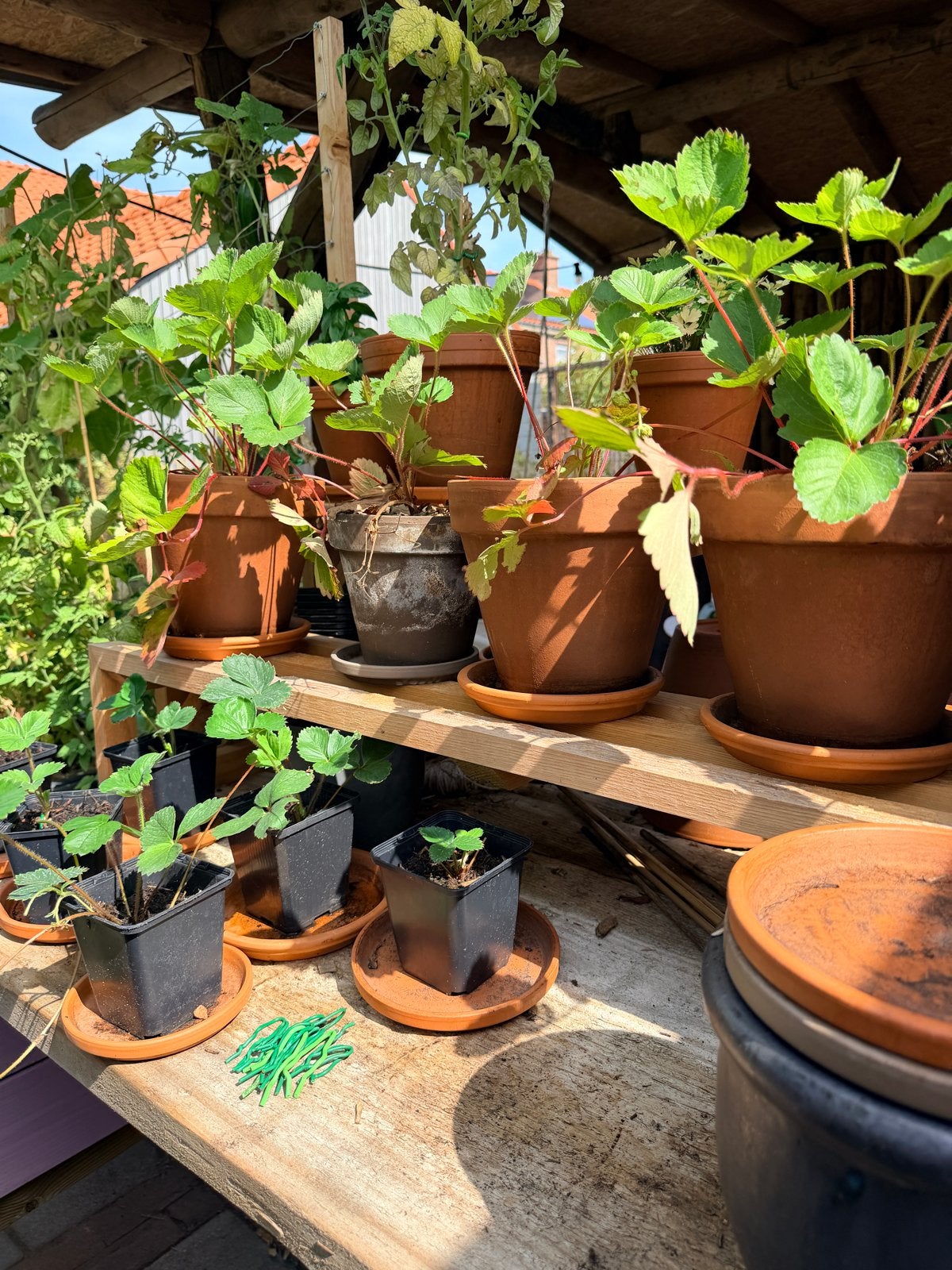 Plantentafel met 3 lagen voor kruiden en aardbeien, Ophalen, Gebruikt, 100 cm of meer, Balkon