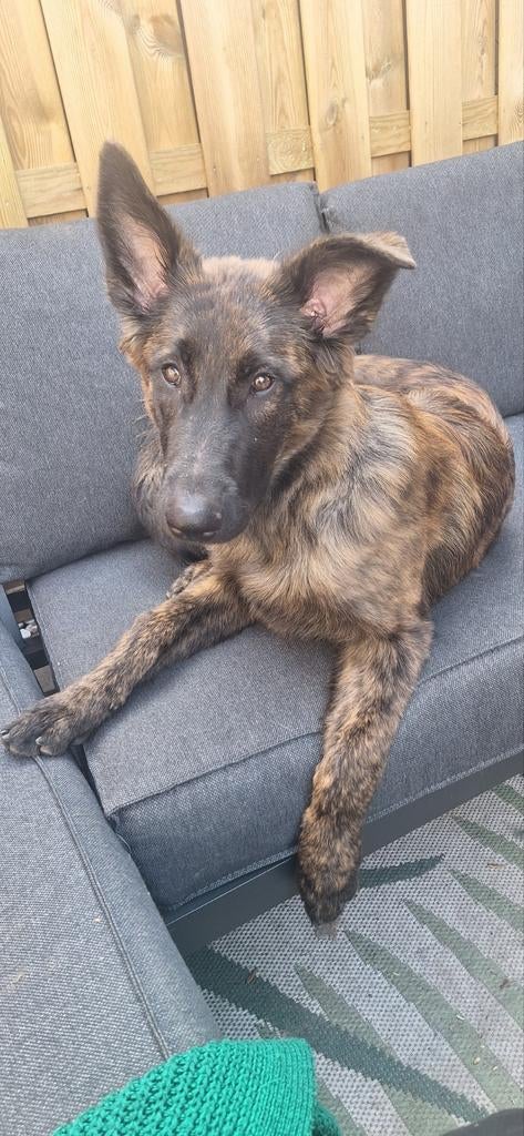 Mechelse x hollandse herder teefje, 15 weken tot 1 jaar, Teef, Parvo, Eén hond