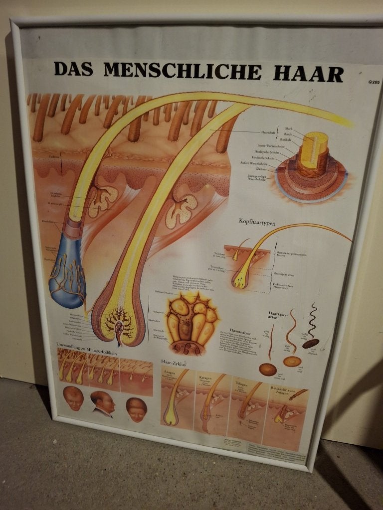 Poster over de fases van haargroei, Ophalen, Gebruikt, Overige typen