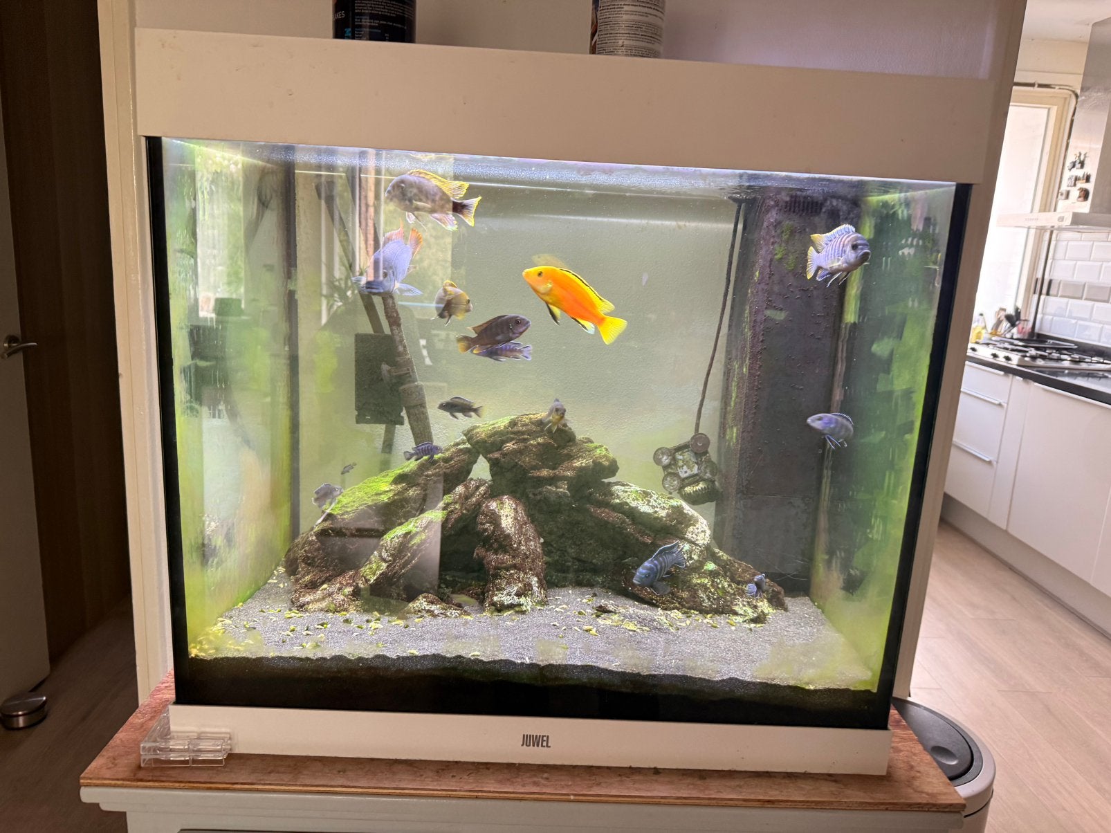 Lido 200, e500 protemp en chihiros wrgb700, Ophalen, Zo goed als nieuw, Gevuld zoetwateraquarium