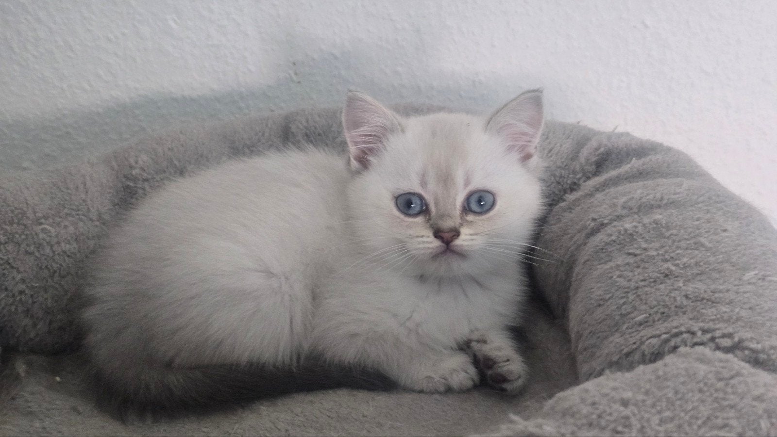 Nog 2 Brits korthaar kittens met stamboom mogen verhuizen!, Dieren en Toebehoren, Katten en Kittens | Raskatten | Korthaar, Meerdere dieren