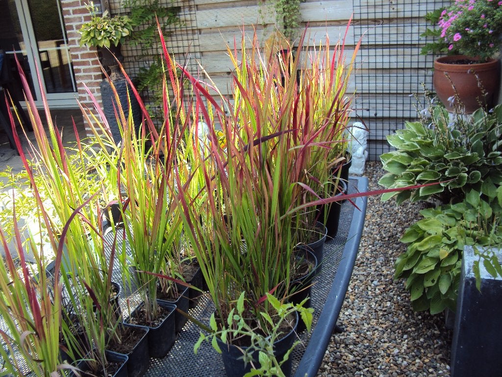 Japans red gras, Ophalen, Siergrassen, Volle zon