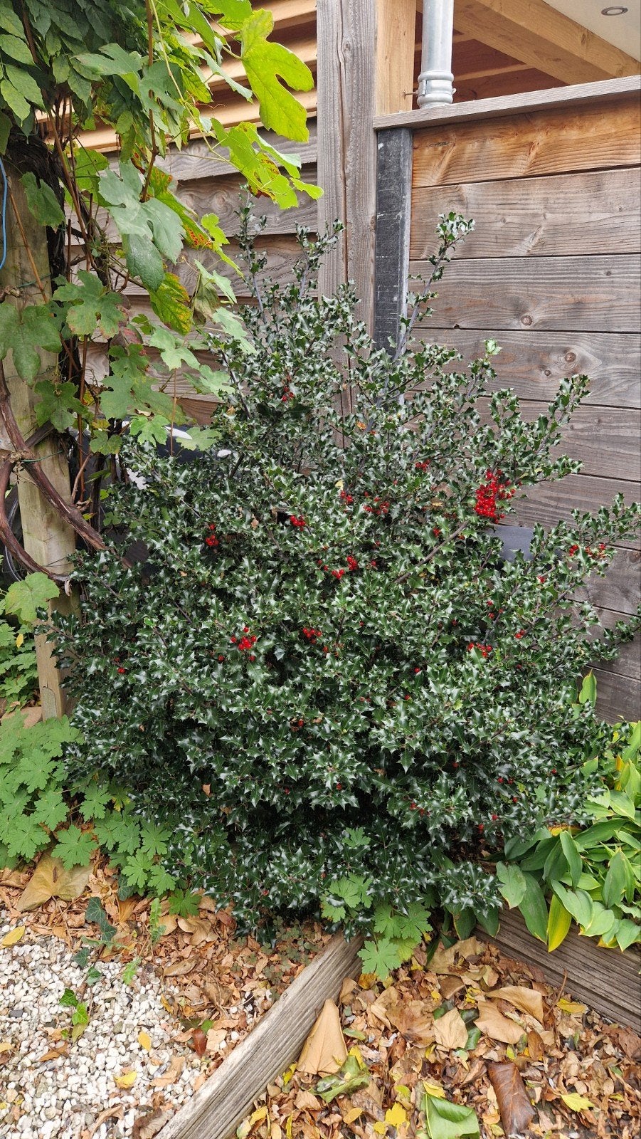 Hulst struik, Tuin en Terras, Vaste plant, Halfschaduw, Herfst, Ophalen