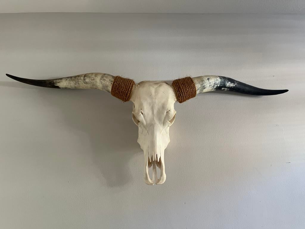 Decoratieve schedel met hoorns longhorn, Huis en Inrichting, Ophalen, Gebruikt, Meerkleurig, Landelijk