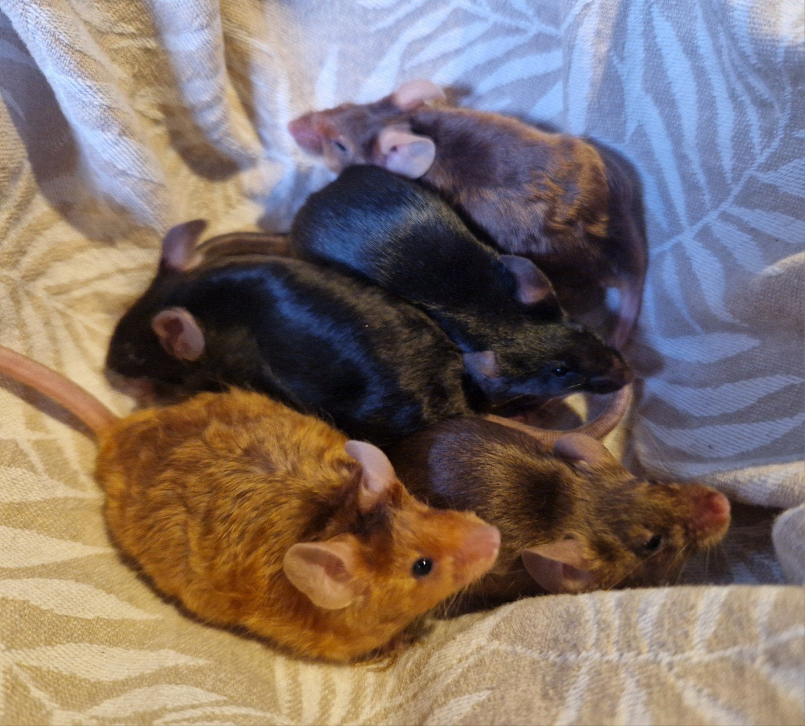 kleurmuizen rex tan zwart goud bruin Vrouw, Dieren en Toebehoren, Knaagdieren, Muis, Vrouwelijk, Mei, Tam