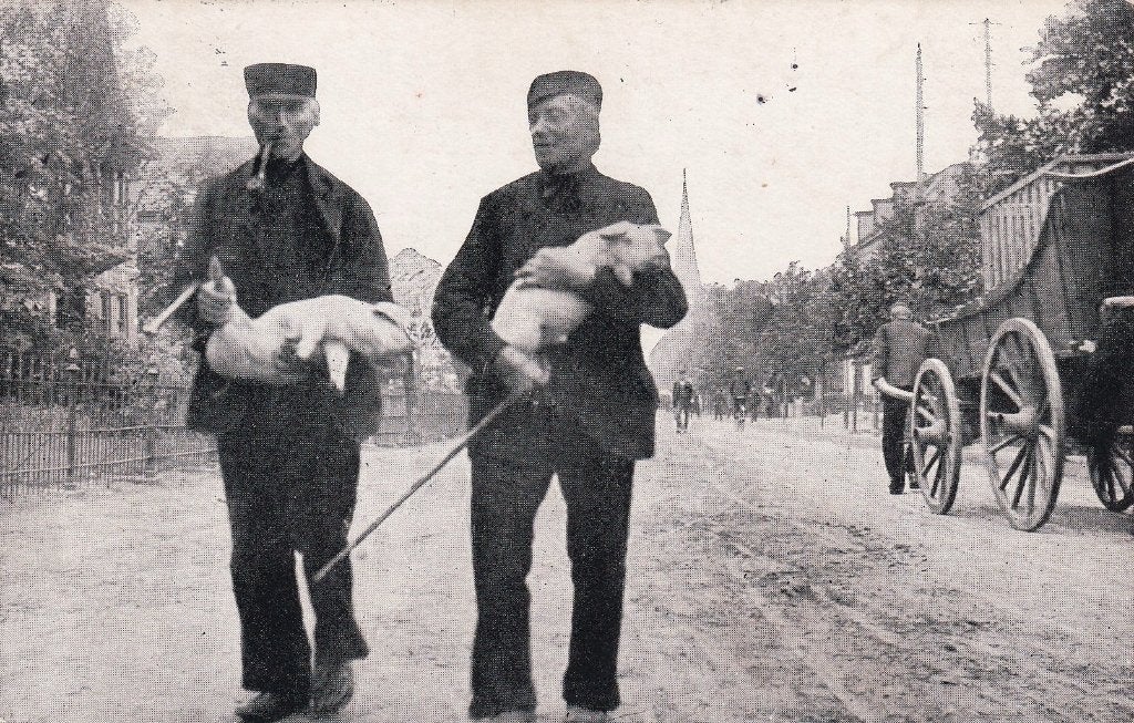 Hengelo, Veemarkt, Varkens, 1912., Verzenden, Voor 1920, Gelopen, Overijssel