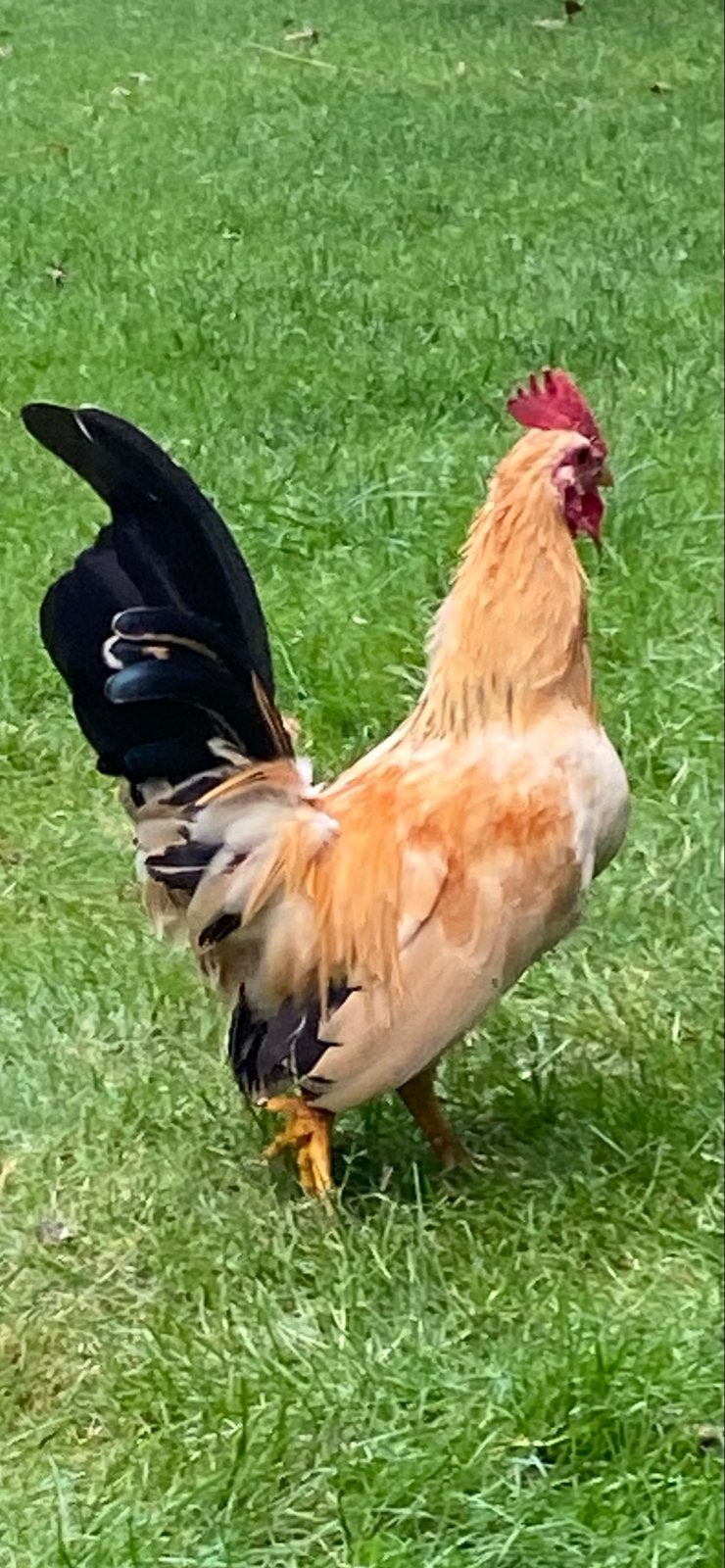 Gratis haantje kruising chabo met serama, Dieren en Toebehoren, Pluimvee, Mannelijk, Kip