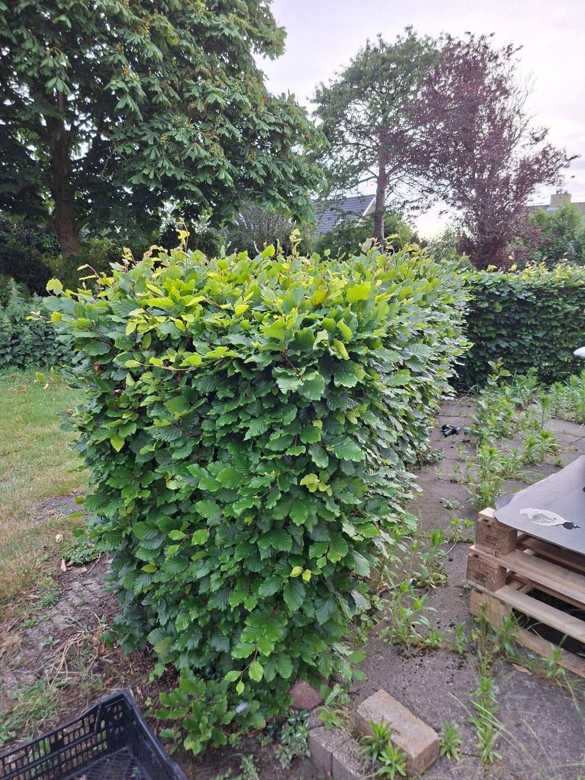 Groene Beuk, Ophalen, Siergrassen, Volle zon