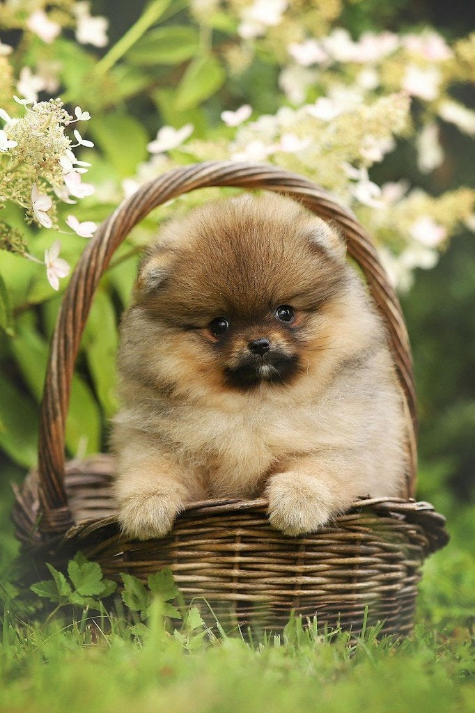 Pomeriaan pup teefje Orange Sable – Bear type, Nederland, Keeshond, 8 tot 15 weken, Teef
